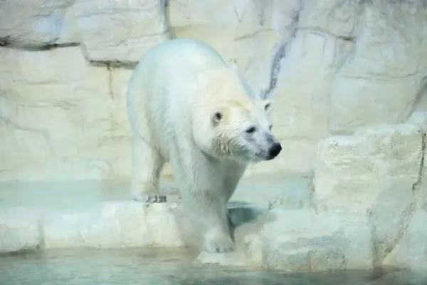大连老虎滩海洋公园回应北极熊变色喘粗气：夏季褪毛变色是正常情况