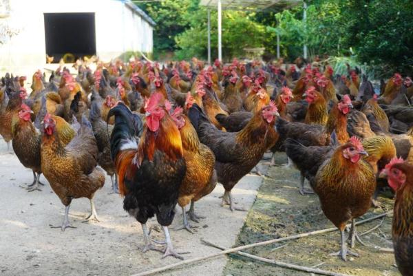 特色鸡种闯出新市场——江西优质地方鸡种产业发展观察