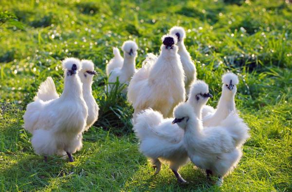 特色鸡种闯出新市场——江西优质地方鸡种产业发展观察