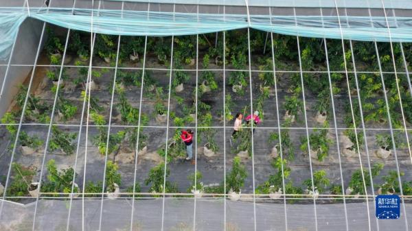 宁夏银川：“移动果园”开辟设施农业新路子