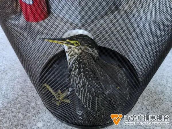 广西大学荷花池旁有人捡到只漂亮的鸟 竟是二级保护动物