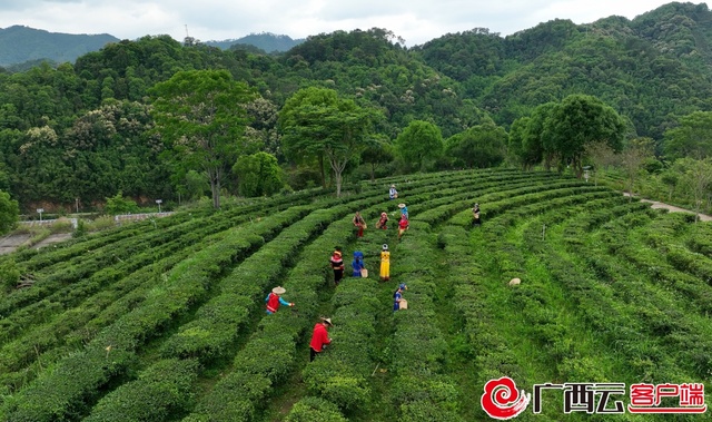 一条“茶路“串起4个镇100个村庄，接待游客200万人次！国道355茶旅融合之路越走越宽