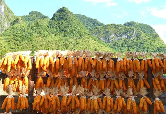 广西巴马：珍珠黄玉米喜获丰收