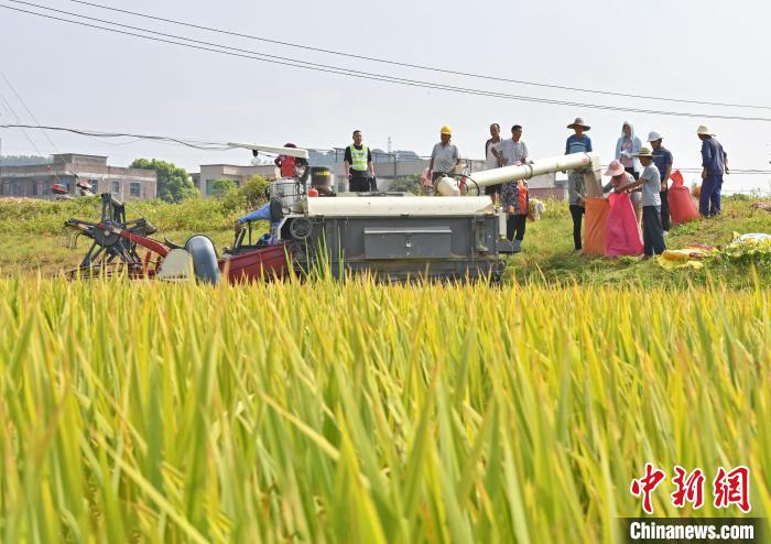 农户们正在装袋刚采收的稻谷。　林弘梫 摄