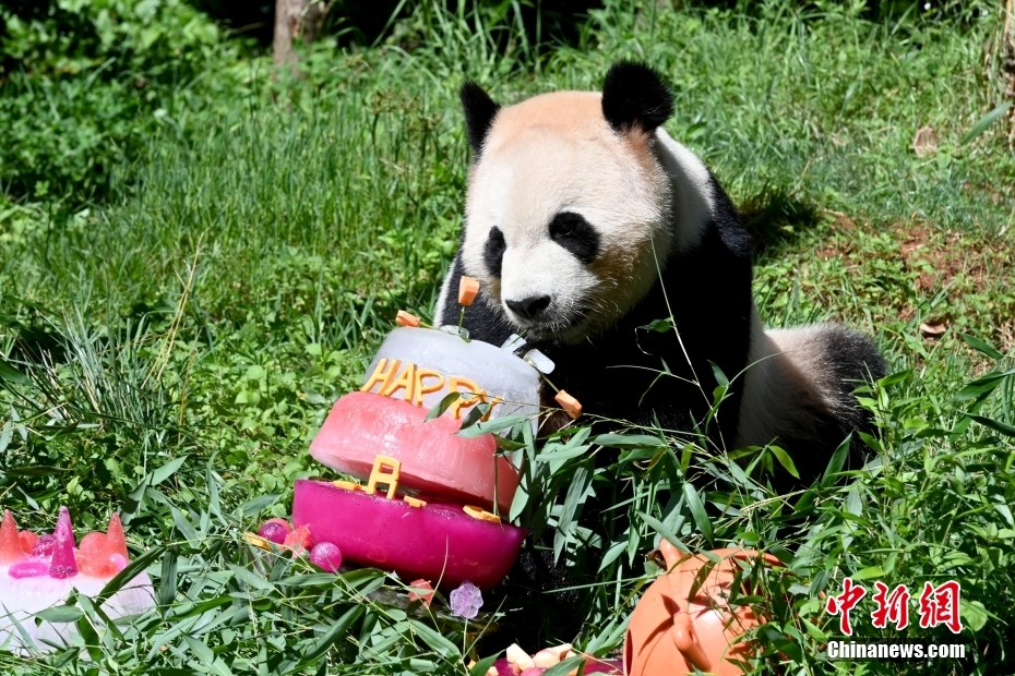 云南野生动物园为大熊猫“毛竹”庆祝8岁生日