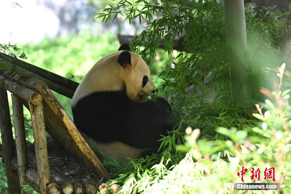 云南野生动物园为大熊猫“毛竹”庆祝8岁生日
