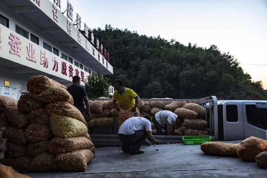 河南南召：柞蚕产业实现经济生态效益“双丰收”