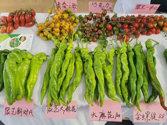 宁夏这个农业“芯片”博览会已举办九届，来这里感受种子的力量