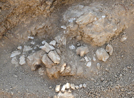 新疆温泉县发现距今800万年三趾马动物群化石
