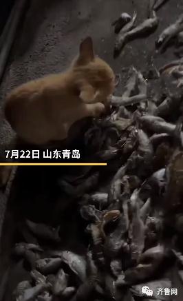 青岛小猫坐拥几十斤专晒小鱼干！网友：大户喵家