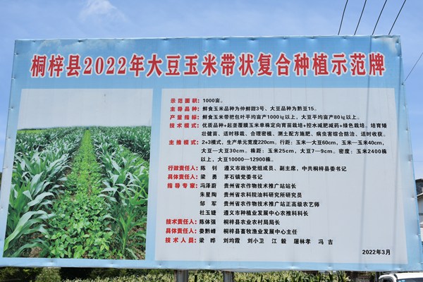 贵州桐梓：“六立足六优化”推动鲜食玉米产业高质量发展