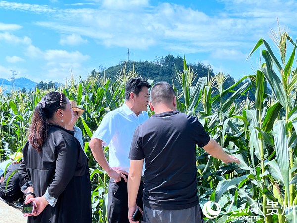 贵州桐梓：“六立足六优化”推动鲜食玉米产业高质量发展