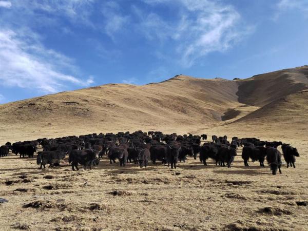 青海省玉树州：牦牛良种繁育助推牧民增收