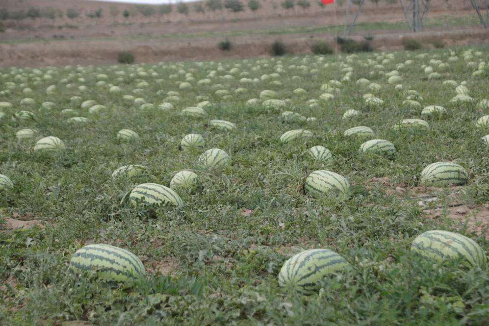 亩产8000斤！宁夏中宁县压砂地退出区覆膜西瓜产量翻倍