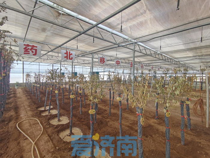 山水似锦 秀美长清 托起医养“小确幸”