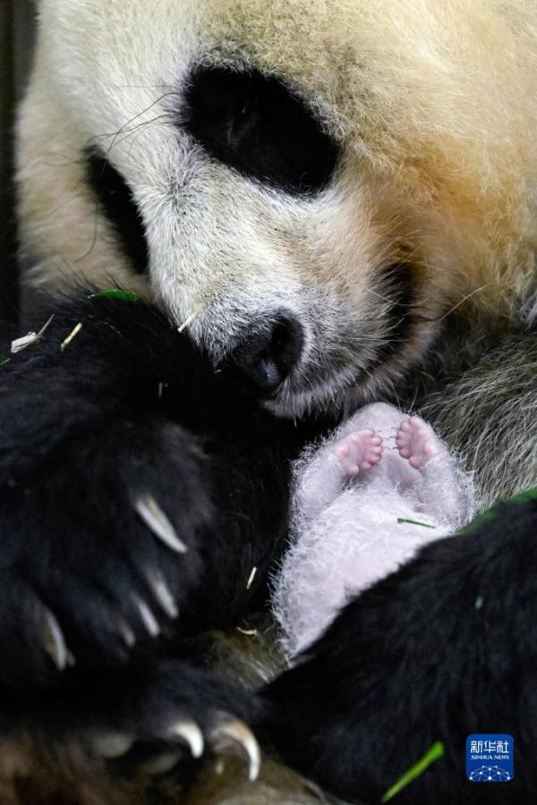 四川卧龙诞生全球圈养大熊猫最重幼仔