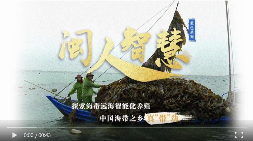闽人智慧·蓝色系列| 探索海带远海养殖，中国海带之乡真“带”劲