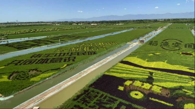 宁夏银川：智慧电力绘就“稻渔空间”新图景