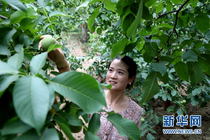 甘肃成县的核桃熟了