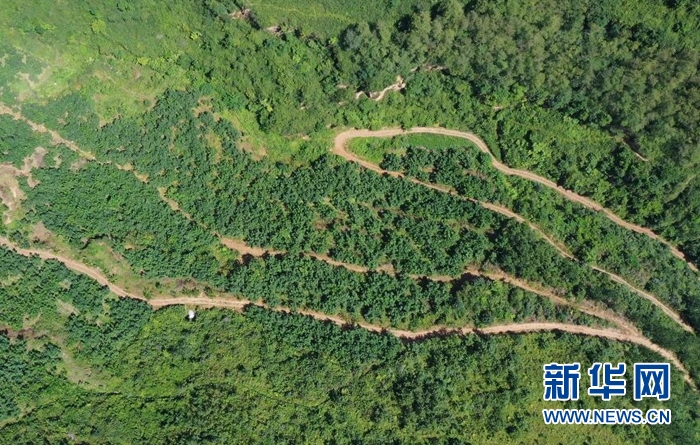 甘肃成县的核桃熟了