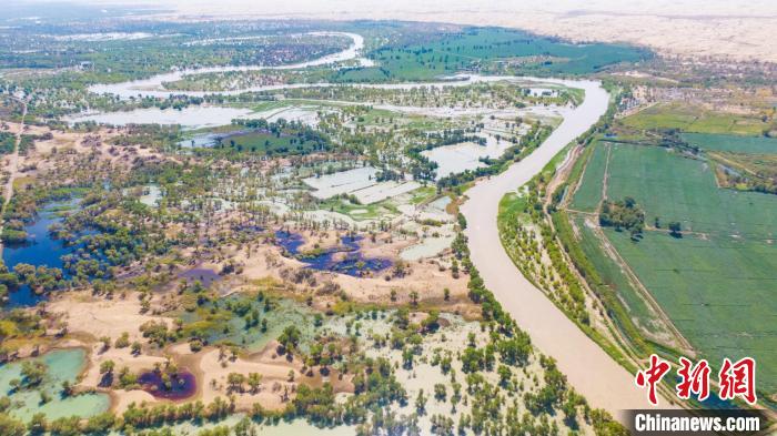 新疆利用塔里木河汛期为天然胡杨林“解渴”