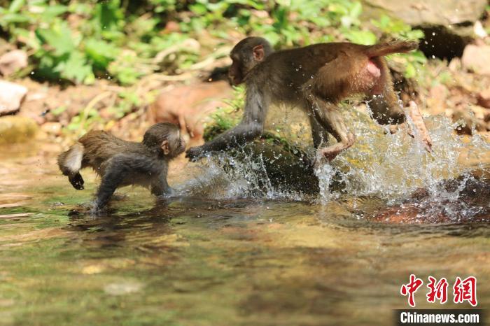 猕猴在水中嬉戏。　龚素禾 摄