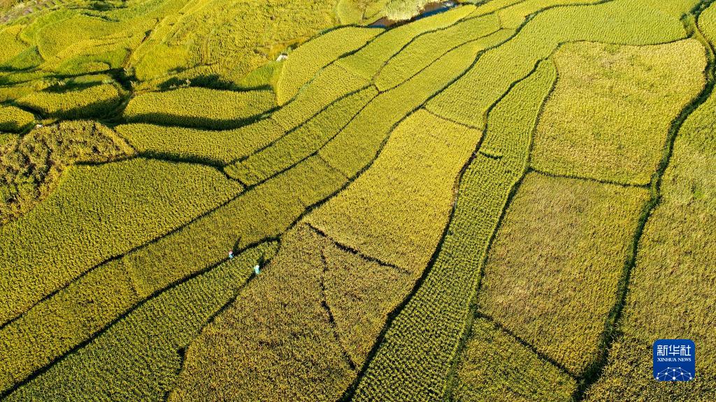 贵州丹寨：谷穗饱满 丰收在望