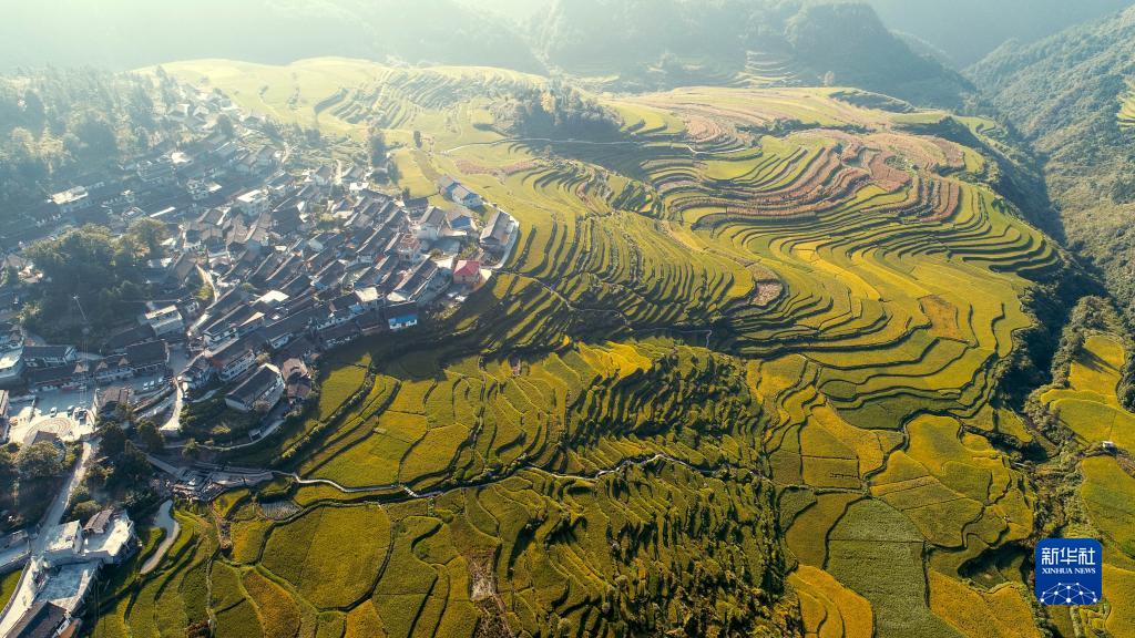 贵州丹寨：谷穗饱满 丰收在望