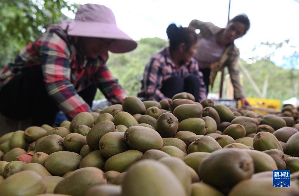 广西融安：发展猕猴桃产业助农增收