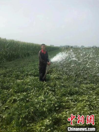 图为驻马店平舆县村民正在给秋季作物浇水。　平舆县农业农村局供图
