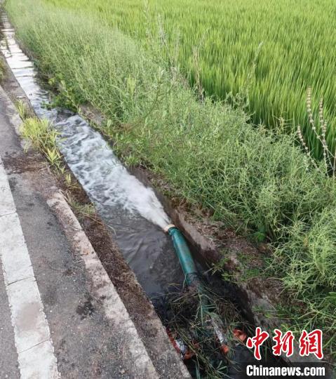 晚稻灌溉告急 粮食大镇湖南浏阳社港全力保障农业用水
