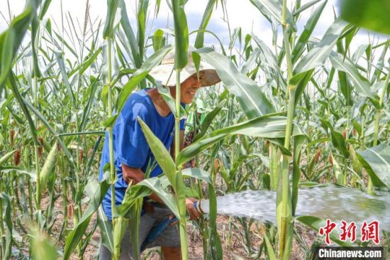 图为陆浑罐区村民正在对干旱的玉米进行灌溉。段万卿 摄