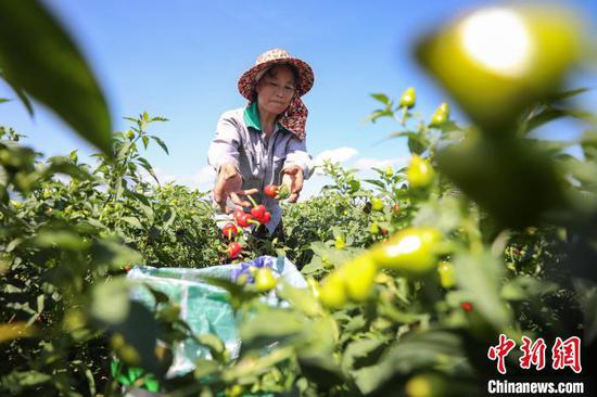 贵州：“小辣椒”成香辣天下“大产业” 预期年产值超260亿元