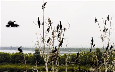 天津已建立4个湿地自然保护区 生态修复成效显著