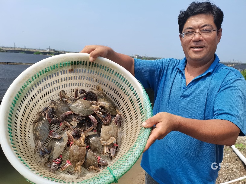 青岛这里上万亩蟹田开捕 本地梭子蟹如何“养成”