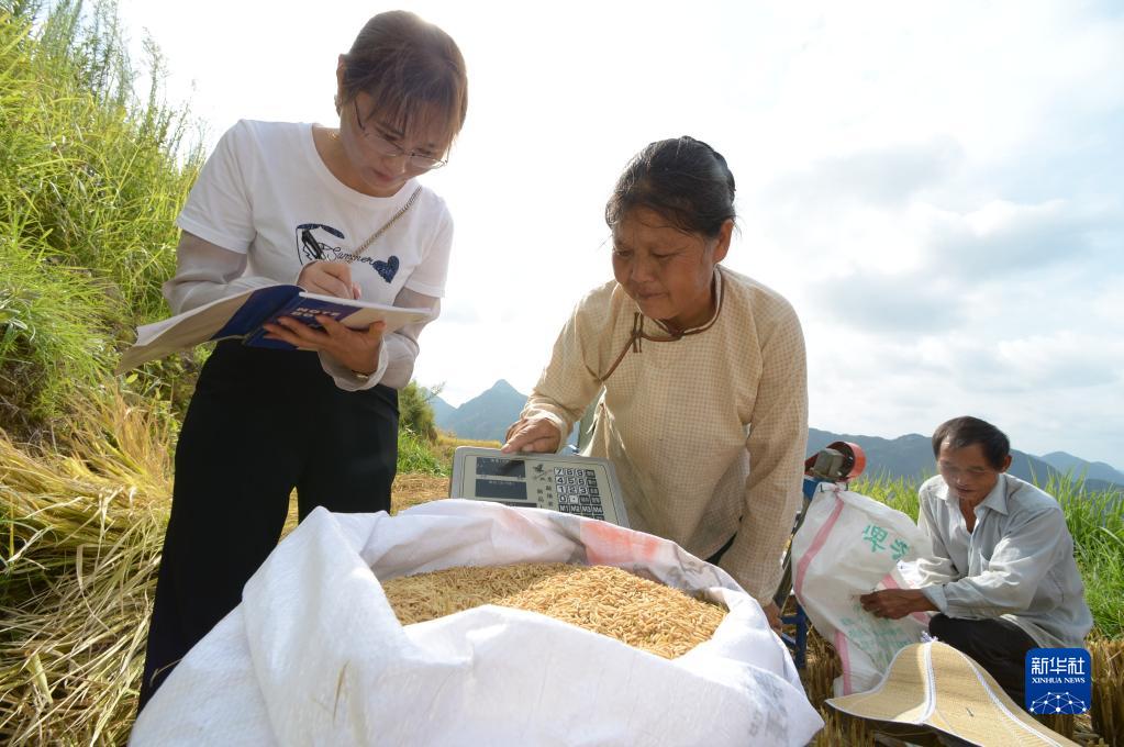 贵州罗甸：沫阳万亩水稻增产