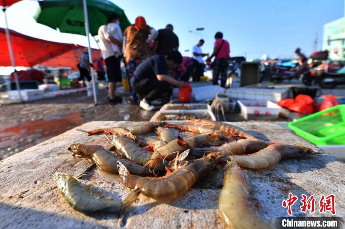 待售的新鲜海捕大虾。　王海滨 摄