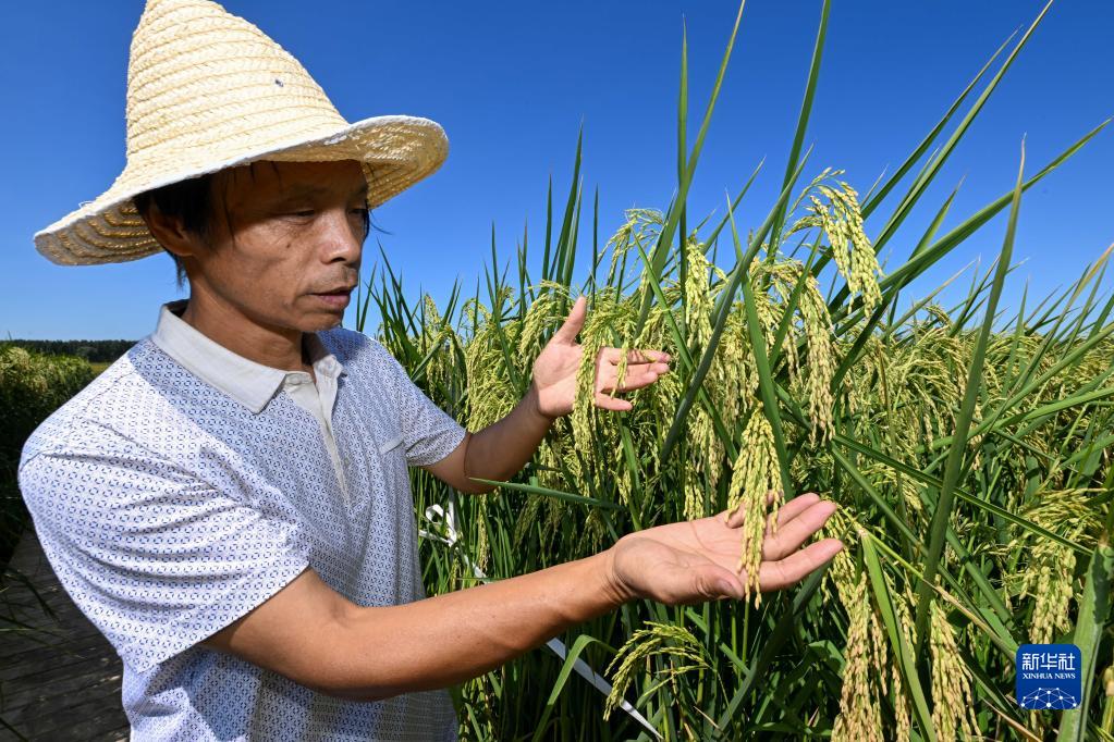 天津：“巨型稻”长势喜人