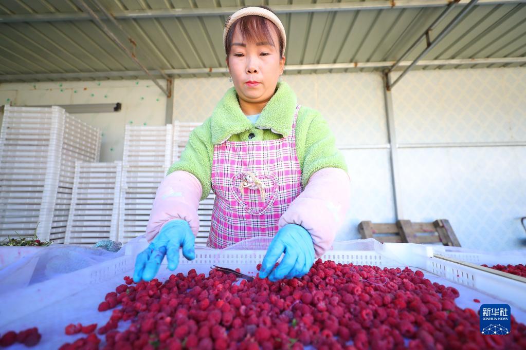 辽宁法库：树莓迎来丰收“黄金期”