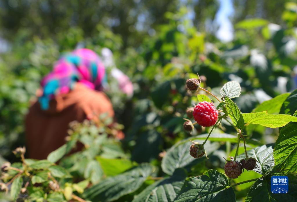 辽宁法库：树莓迎来丰收“黄金期”