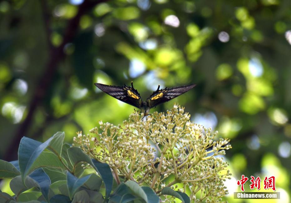 “世界八大名蝶之首”金斑喙凤蝶现身广东南岭