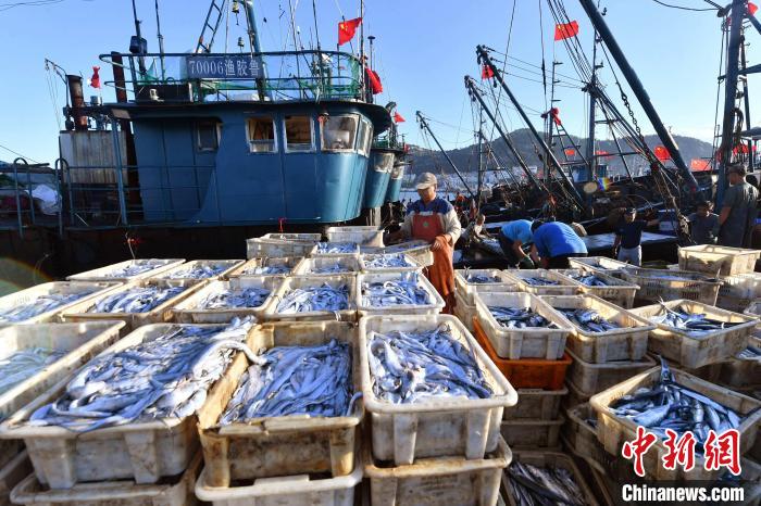 码头工人快速分拣渔获，等待发送节前市场。　王海滨 摄