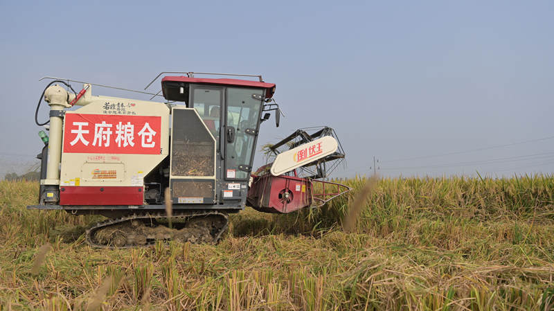 亩产近800公斤 崇州这三块田里是“超级稻”