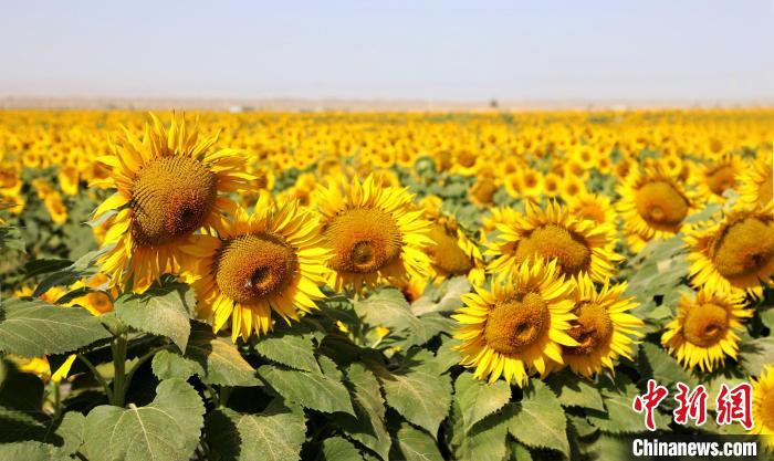 新疆铁门关市焉耆垦区：套种向日葵正艳 宛如“金色海洋”