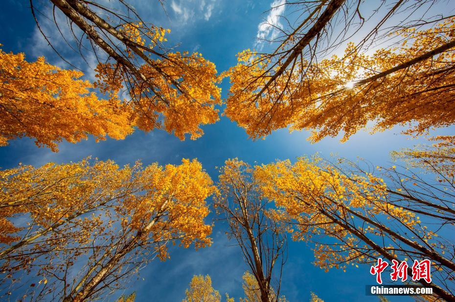 新疆昭苏高原迎来一年“最美秋色季”
