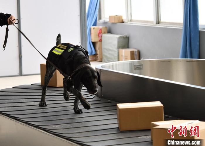 北京警方开展警犬训练助力“百日行动”