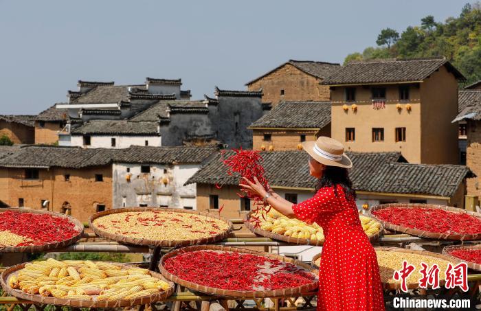 在安徽省黄山市歙县阳产村，“晒秋”特色吸引游客。　施亚磊 摄