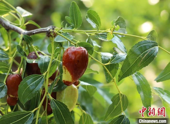 “磨盘枣”“葫芦枣”“辣椒枣”：河北沧县数百种鲜枣成熟