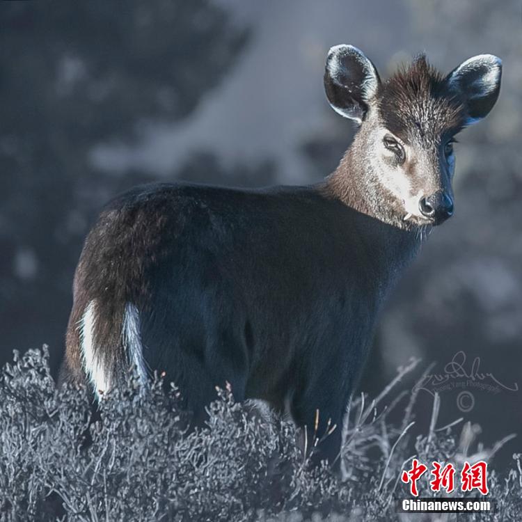 镜头下的大凉山：寻访木里县森林中的野生动物