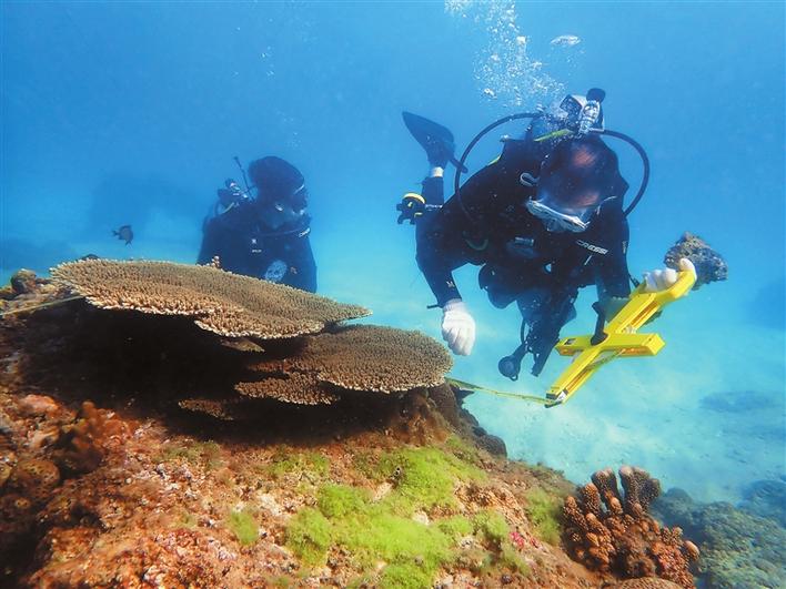 “海中守林人”呵护海底绚丽珊瑚世界 深圳海域珊瑚覆盖率明显提升 保育工作形成相对成熟体系